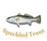 Speckled Trout