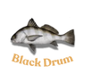 Black Drum