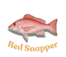 Red Snapper